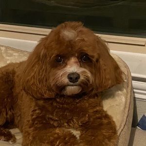 Meet your Posher, Shawdee